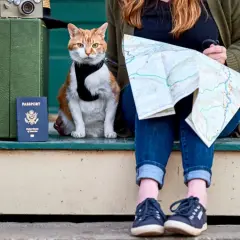 Pomarańczowy kot z czarną obrożą siedzi obok zielonej walizki i paszportu. Obok leży mapa, gotowa do podróży.