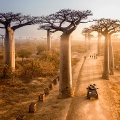 Droga wśród baobabów na Madagaskarze, gdzie turyści mogą zobaczyć te cuda natury. Warto rozważyć madagaskar szczepienia przed podróżą.