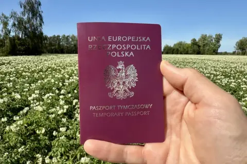 Paszport tymczasowy dla dziecka w dłoni na tle kwitnącego pola ziemniaków.