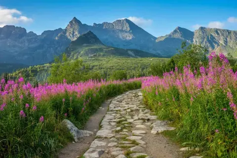 Kamienista ścieżka wśród kwitnących wierzbówek w słowackich Tatrach. Warto mieć ubezpieczenie w Tatry Słowackie na takie wyprawy.