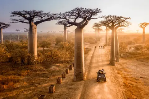Droga wśród baobabów na Madagaskarze, gdzie turyści mogą zobaczyć te cuda natury. Warto rozważyć madagaskar szczepienia przed podróżą.