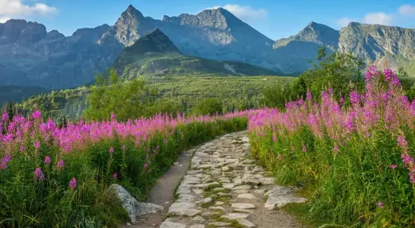 Kamienista ścieżka wśród kwitnących wierzbówek w słowackich Tatrach. Warto mieć ubezpieczenie w Tatry Słowackie na takie wyprawy.