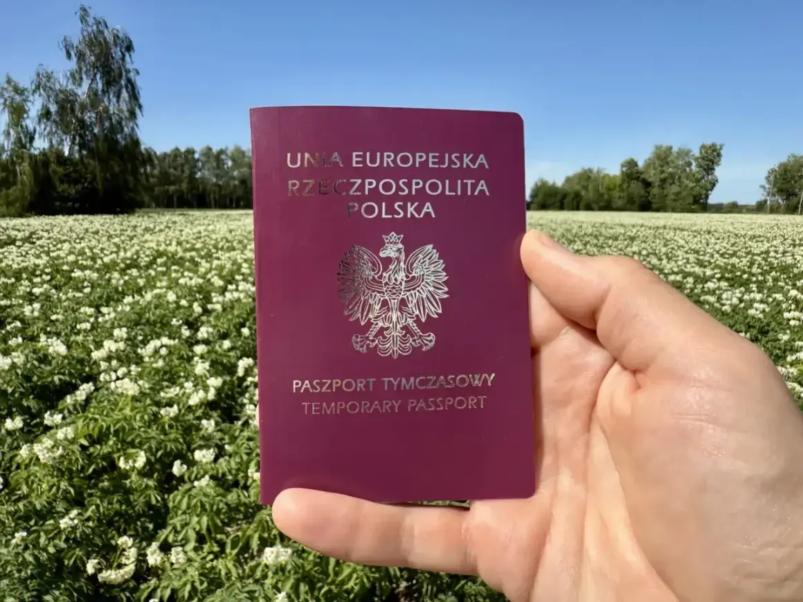 Paszport tymczasowy dla dziecka w dłoni na tle kwitnącego pola ziemniaków.