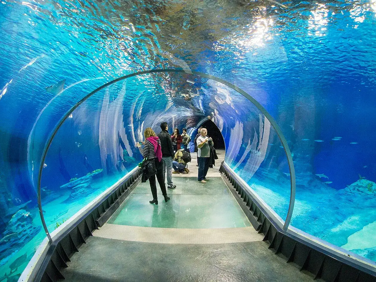 Podwodny tunel w oceanarium Wrocław. Bilety warto kupić online, by zobaczyć rekiny i ławice ryb.