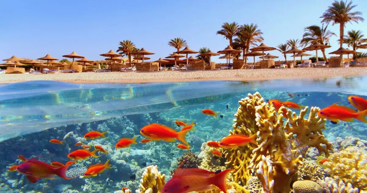 rafa koralowa morze czerwone marsa alam