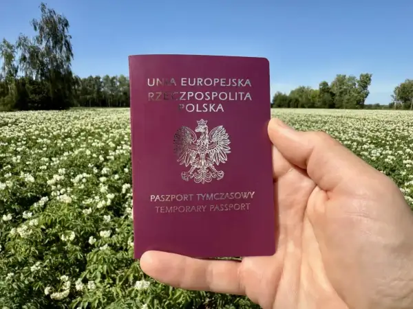 Paszport tymczasowy dla dziecka w dłoni na tle kwitnącego pola ziemniaków.