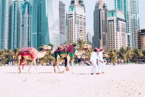 Dwa wielbłądy na plaży w Dubaju, z dwoma mężczyznami w tradycyjnych strojach. Zastanawiasz się, ile się leci do Dubaju?