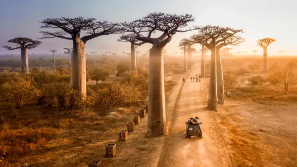 Droga wśród baobabów na Madagaskarze, gdzie turyści mogą zobaczyć te cuda natury. Warto rozważyć madagaskar szczepienia przed podróżą.